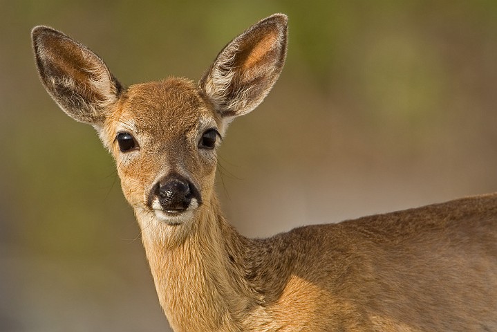 Key Hirsch Odocoileus virginianus Key Deer